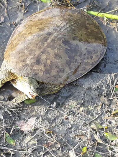 Erfert Park - Lansing, IL