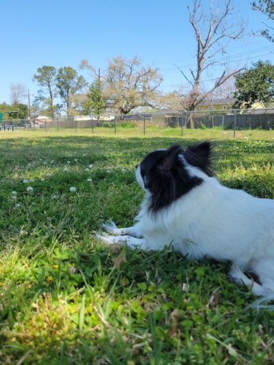 Greenwood Park - Laplace, LA