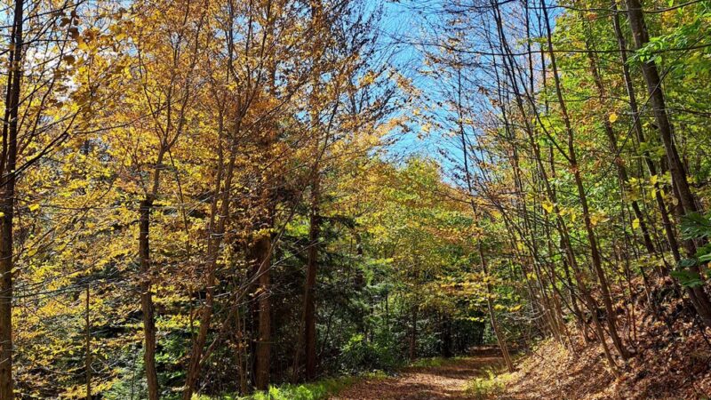 Mokoma Conservancy - Laporte, PA