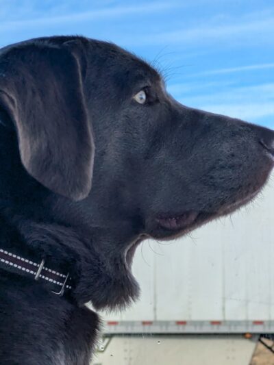 Dog Park at Love's Travel Stops - Laramie, WY