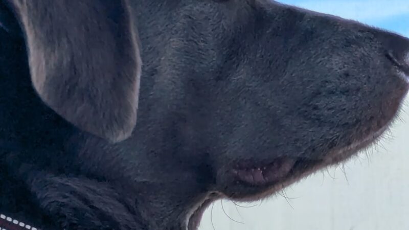 Dog Park at Love's Travel Stops - Laramie, WY