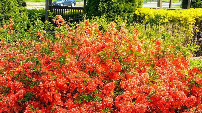 Kane Park - Larchmont, NY