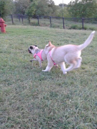 Dog Park - Laredo, TX