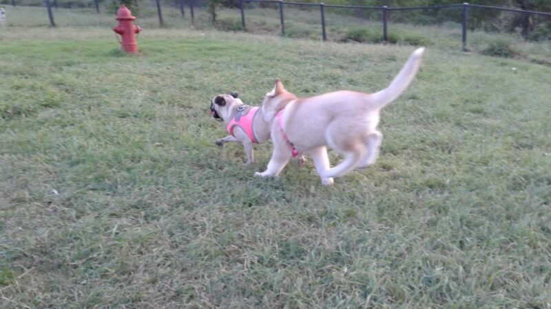 Dog Park - Laredo, TX