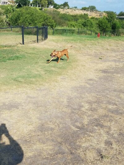 Dog Park - Laredo, TX
