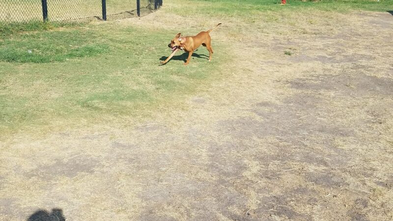 Dog Park - Laredo, TX