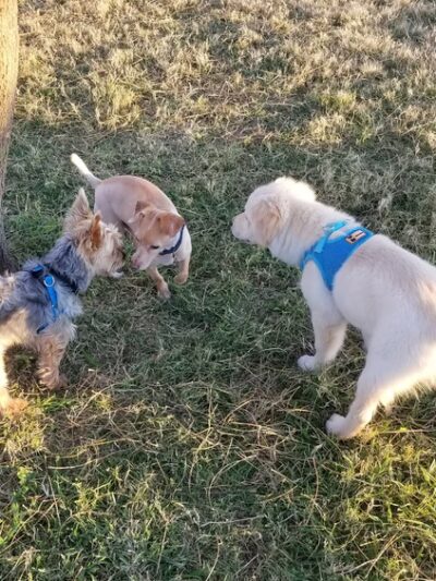 Duko's Dog Park - Laredo, TX