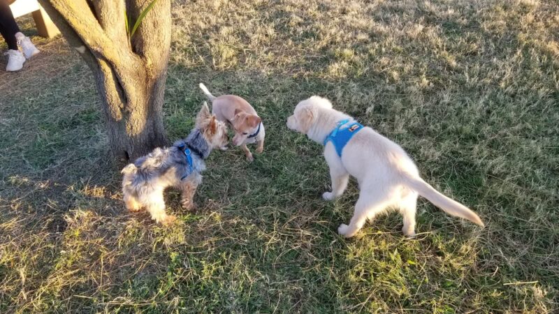 Duko's Dog Park - Laredo, TX