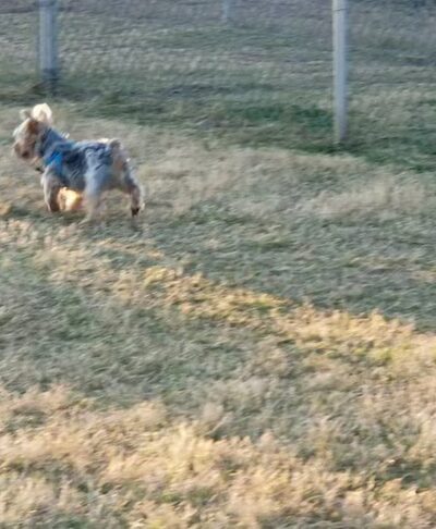 Duko's Dog Park - Laredo, TX