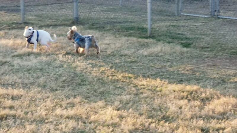 Duko's Dog Park - Laredo, TX