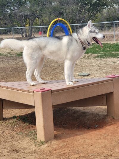 Duko's Dog Park - Laredo, TX