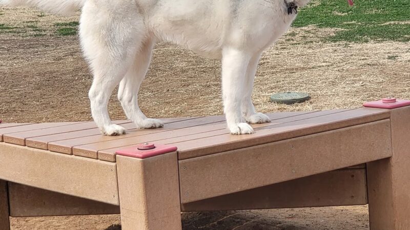 Duko's Dog Park - Laredo, TX