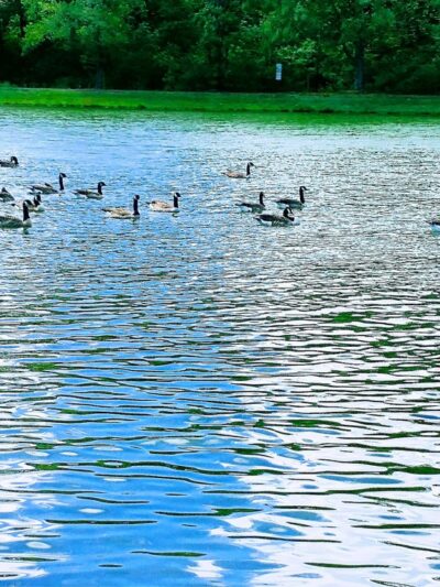 Bob Evancho Lakeside Park - Latrobe, PA