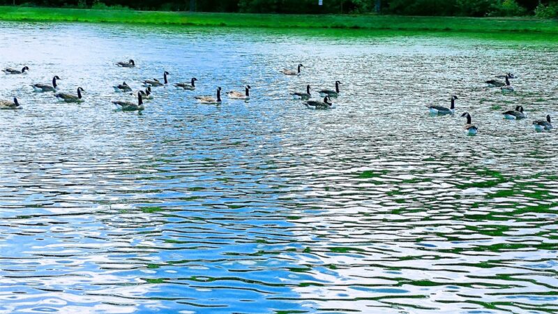 Bob Evancho Lakeside Park - Latrobe, PA