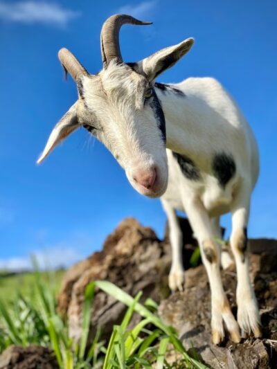 Magical Creatures Sanctuary - Laupahoehoe, HI