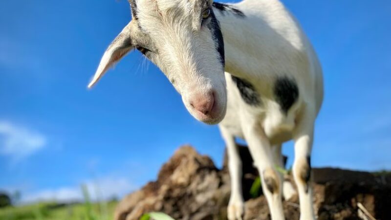 Magical Creatures Sanctuary - Laupahoehoe, HI
