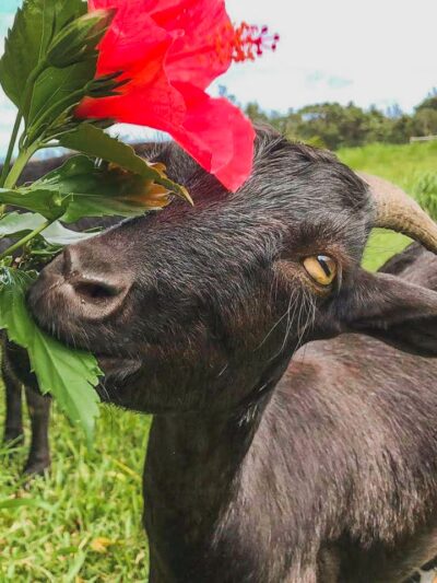 Magical Creatures Sanctuary - Laupahoehoe, HI