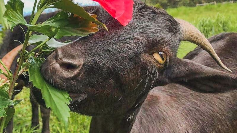 Magical Creatures Sanctuary - Laupahoehoe, HI