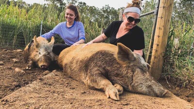 Magical Creatures Sanctuary - Laupahoehoe, HI