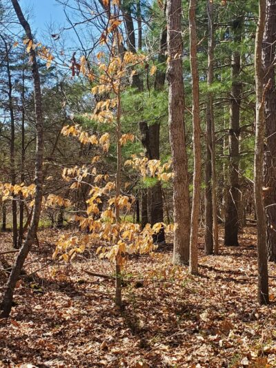 Laurel Lake Preserve - Laurel, NY