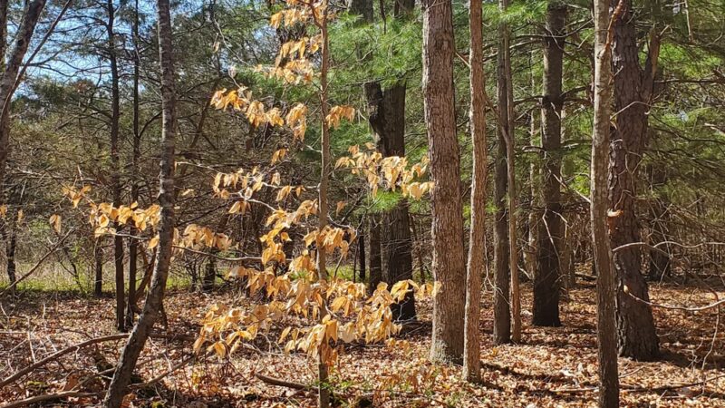 Laurel Lake Preserve - Laurel, NY