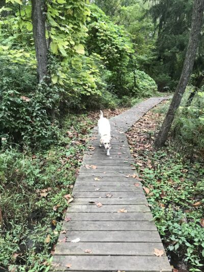 Crystal Springs Park - Laurel Springs, NJ