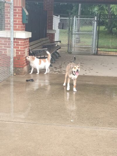 Gus's Dog Park - Lawrenceburg, IN
