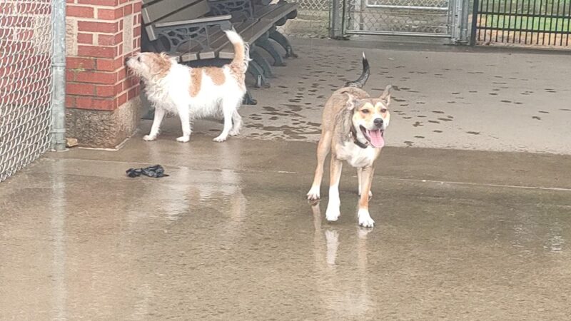 Gus's Dog Park - Lawrenceburg, IN