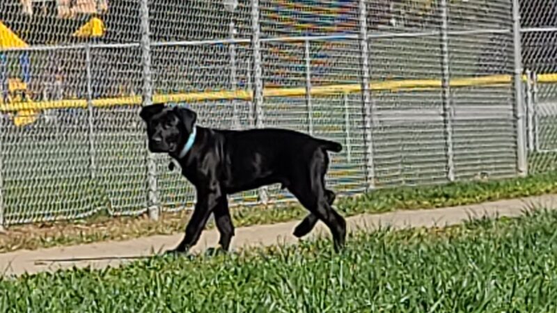 Gus's Dog Park - Lawrenceburg, IN