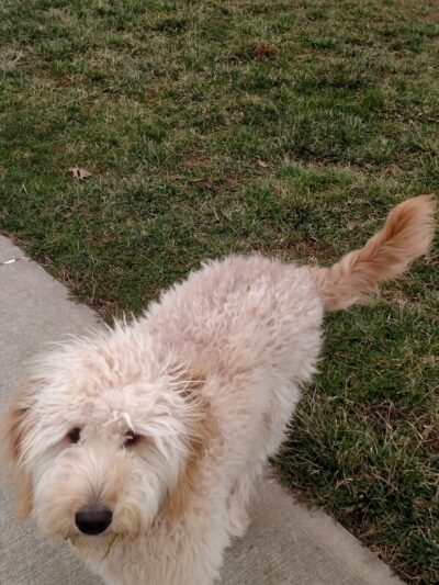 Gus's Dog Park - Lawrenceburg, IN