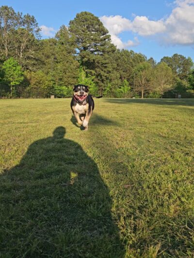 Rock Springs Park - Lawrenceville, GA