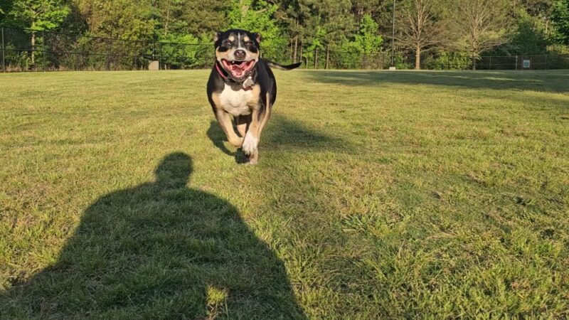 Rock Springs Park - Lawrenceville, GA