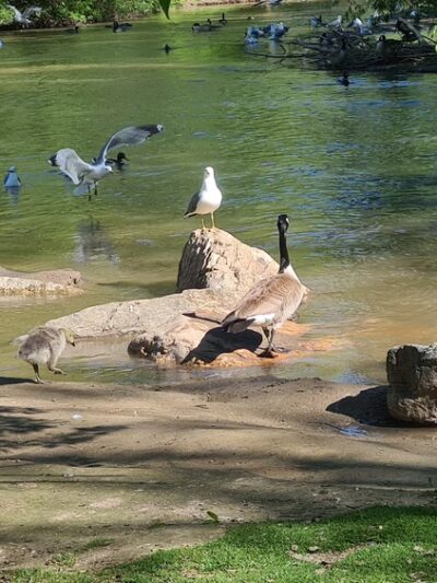 Layton Commons Park Duck Pond - Layton, UT