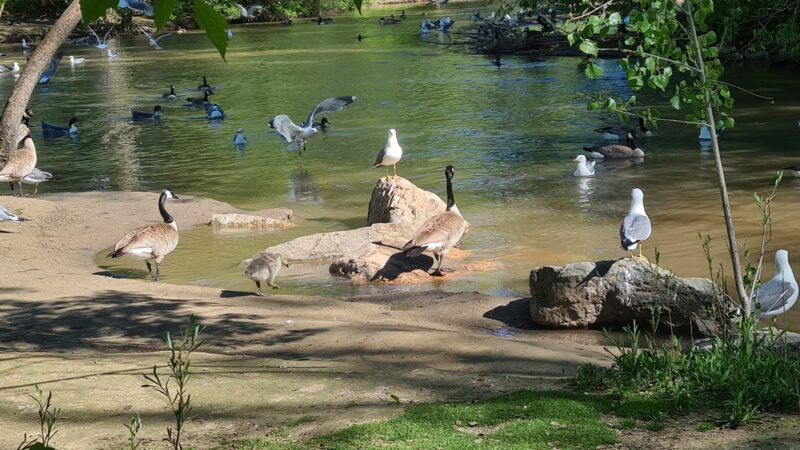 Layton Commons Park Duck Pond - Layton, UT