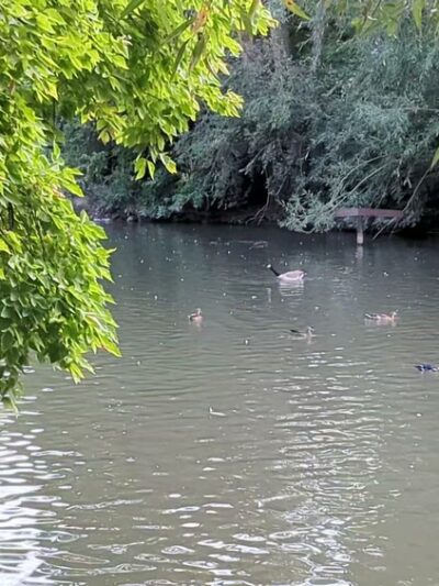 Layton Commons Park Duck Pond - Layton, UT
