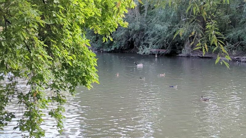 Layton Commons Park Duck Pond - Layton, UT