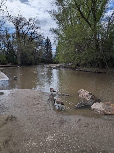 Layton Commons Park Duck Pond - Layton, UT
