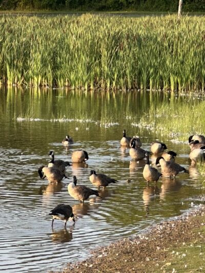 Jones Farm Park and Pond - Laytonsville, MD