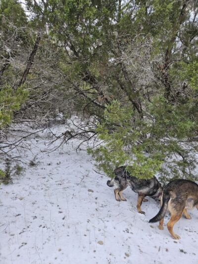 Shady Oaks Retreat 10+ Acre Private Dog Park - Leander, TX