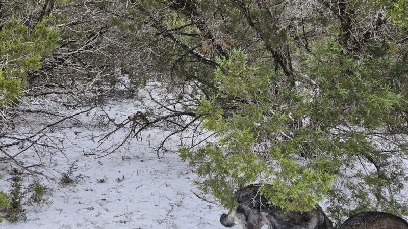 Shady Oaks Retreat 10+ Acre Private Dog Park - Leander, TX