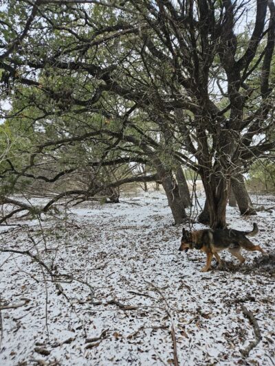 Shady Oaks Retreat 10+ Acre Private Dog Park - Leander, TX