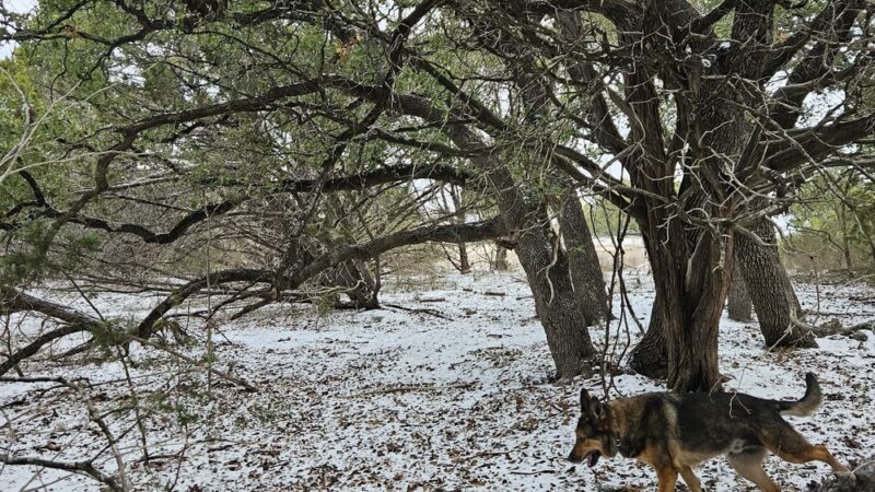 Shady Oaks Retreat 10+ Acre Private Dog Park - Leander, TX