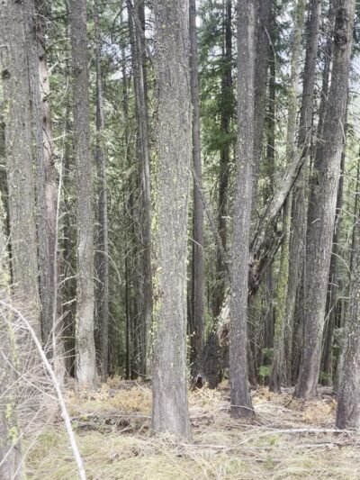 Ski Hill Trail - Leavenworth, WA