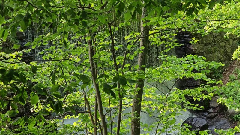 Lake Williams State Park - Lebanon, CT