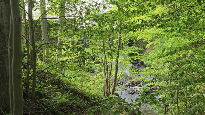 Lake Williams State Park - Lebanon, CT