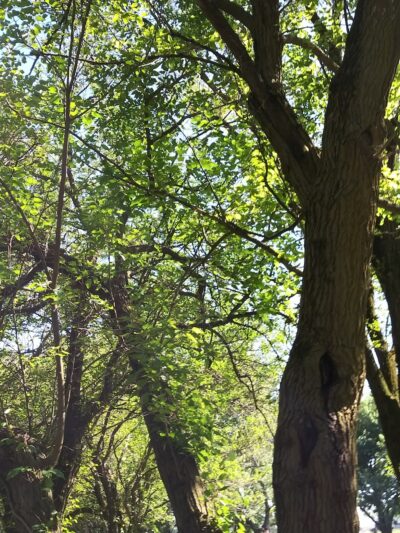 Abner Longley Park - Lebanon, IN