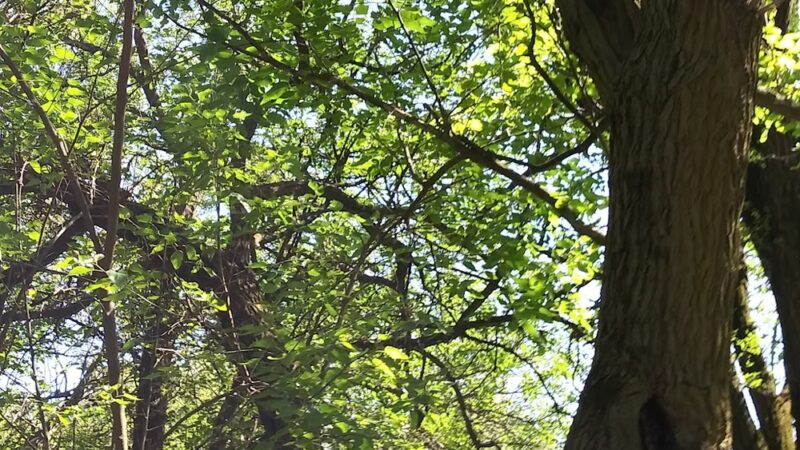 Abner Longley Park - Lebanon, IN