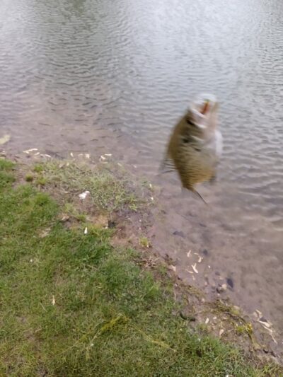 Hot Pond - Lebanon, IN