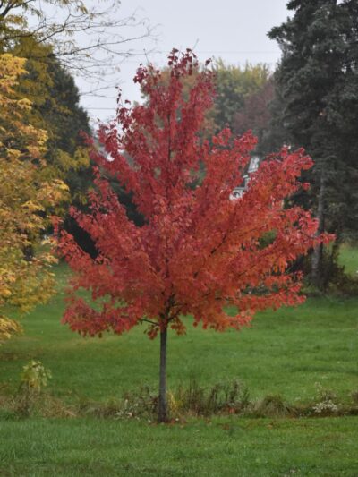 Louser Memorial Park Northeast - Lebanon, PA