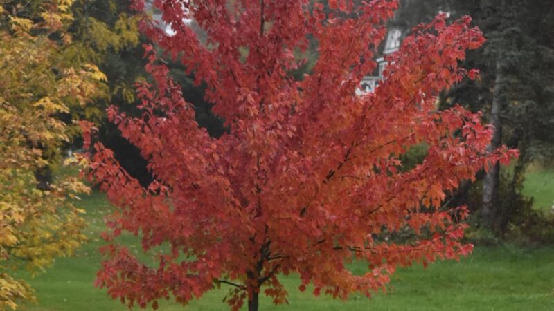 Louser Memorial Park Northeast - Lebanon, PA